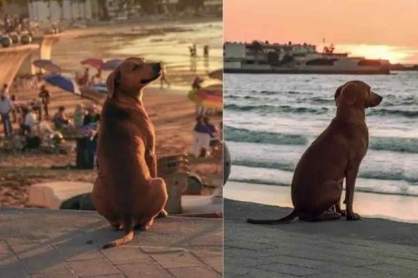 Un perrito contempla a diario la belleza del atardecer en Mazatlán
