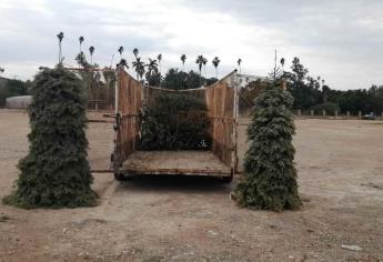 Por el frío, ciudadanía aprovecha pinos navideños como leña: Servicios Públicos
