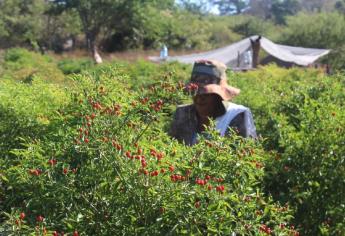 Chiltepin, excelente opción de cultivo en la sierra de Sinaloa