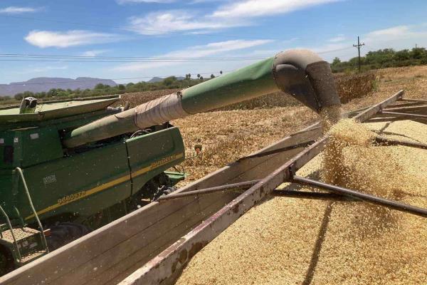 Denuncian «coyotaje» de granos en Sinaloa