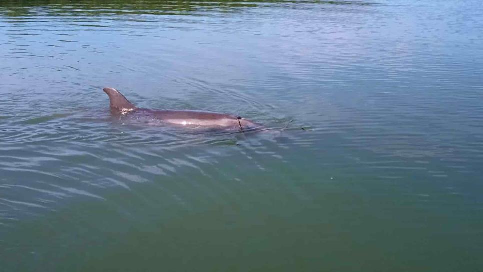 Delfines del Golfo de México dan positivo a fentanilo y otras drogas ¿Qué pasa con ellos?