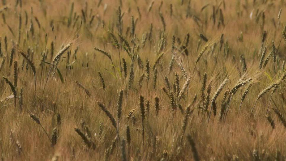 Precios del maíz y trigo caen ante pronósticos climatológicos