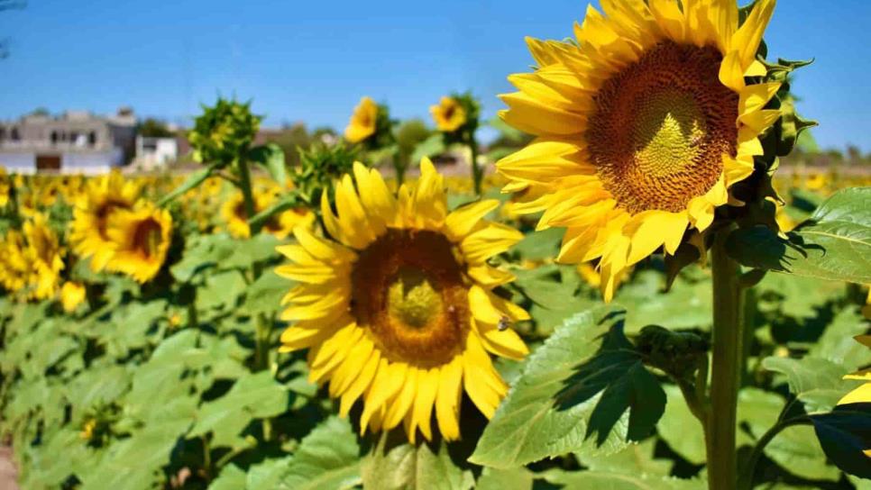 Por aumento en casos de Covid-19, se pospone la apertura del Campo de Girasoles en Mocorito