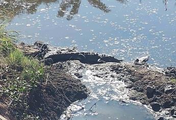 Capturan autoridades a cocodrilo que nadaba en arroyo, en Mazatlán