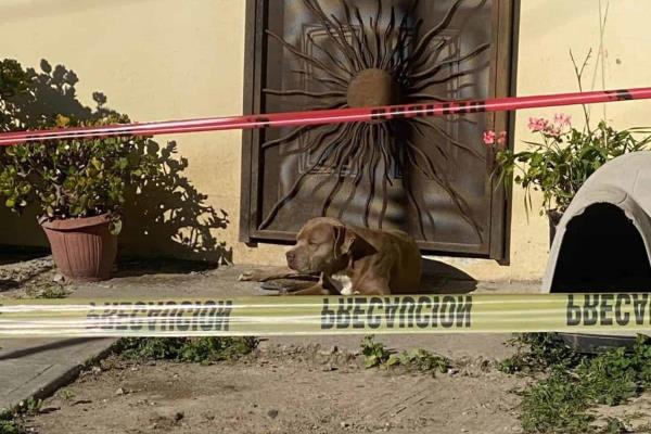 «El Chato» y 3 gatos esperan fieles a su dueña la periodista asesinada Lourdes Maldonado