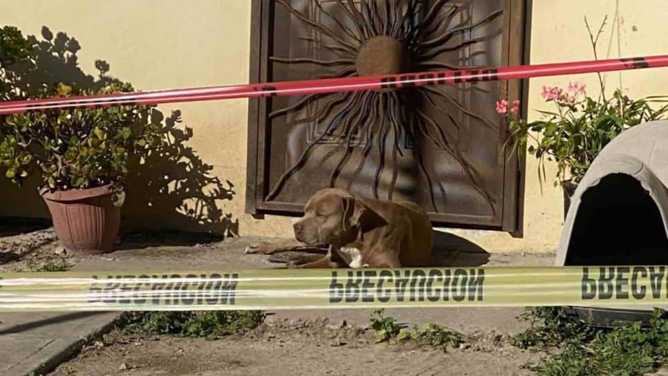 «El Chato» y 3 gatos esperan fieles a su dueña la periodista asesinada Lourdes Maldonado