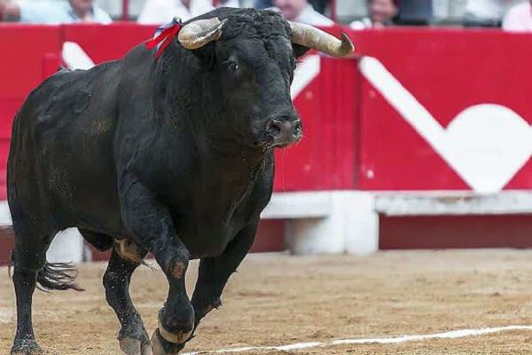 Prohíben corridas de toros en Sinaloa