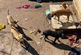 ¿Qué hacen perritos abandonados en un barco?