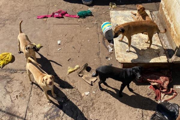 ¿Qué hacen perritos abandonados en un barco?
