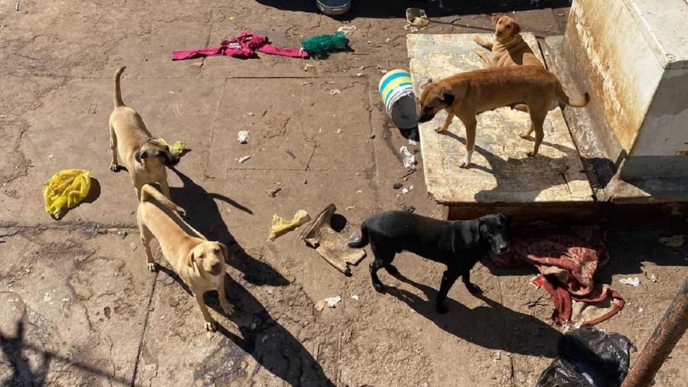 ¿Qué hacen perritos abandonados en un barco?