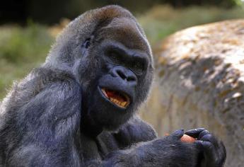 El gorila macho más viejo del mundo muere a los 61 años en el zoo de Atlanta