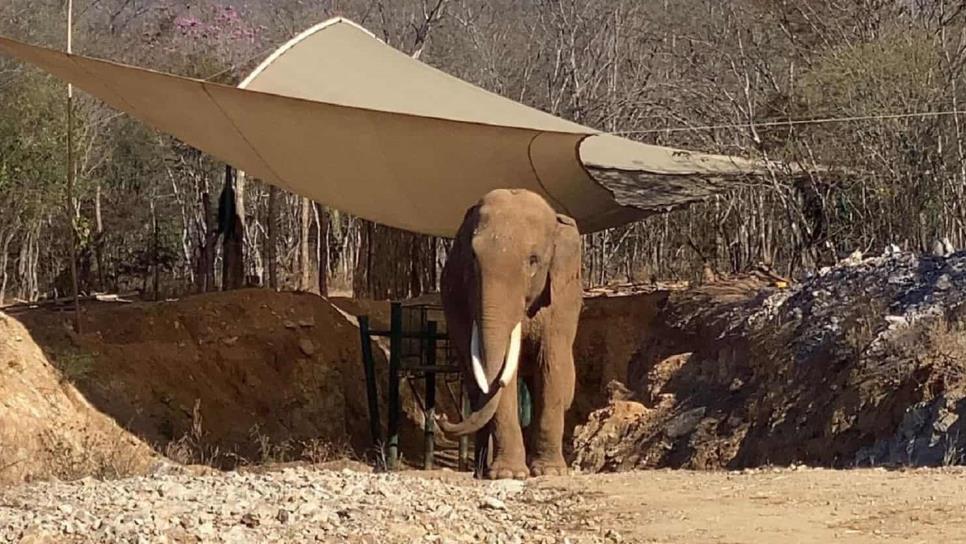 El elefante Big Boy tendrá pareja en el santuario Ostok