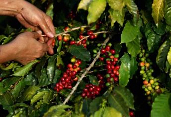 Tomar café seguirá siendo más caro este año y parte de la culpa es de Brasil