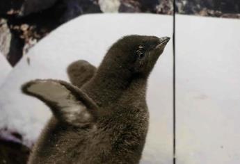 Nace bebé de pingüino en México y es «entrenado» por sus cuidadores