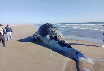 Muere ballena en la Isla de Macapule frente a Las Glorias