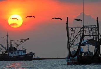 Por no respetar las vedas, hay escasez de mariscos: Pesca