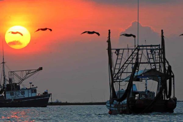 México combate incursión ilegal de barcos en área de pesca estadounidense