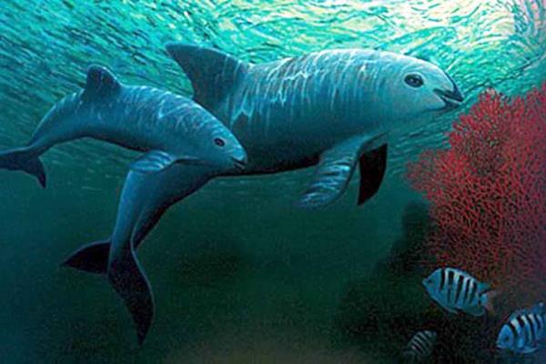 EEUU da un toque de alerta a México por la conservación de la vaquita marina