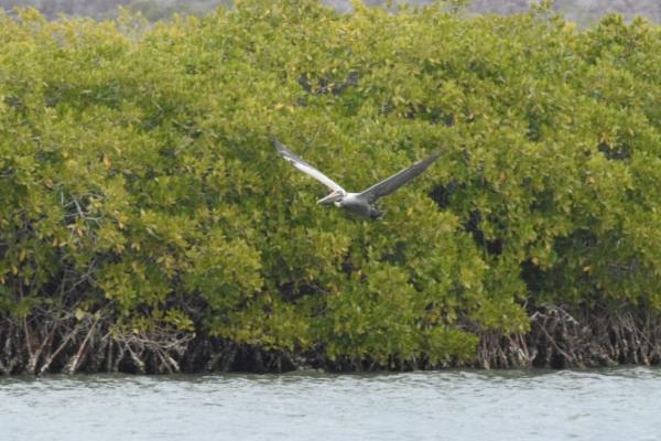 Listos GPO y Proman para descontaminar la bahía de Ohuira