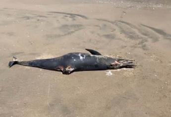 Delfines aparecen sin vida en playas de Guasave