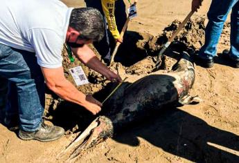 Fueron siete los delfines encontrados sin vida en playa Bellavista