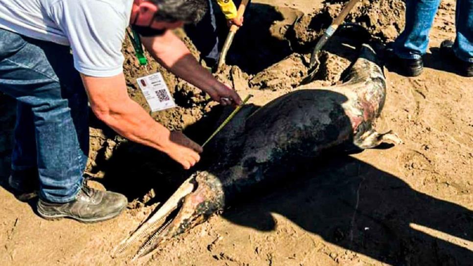 Fueron siete los delfines encontrados sin vida en playa Bellavista