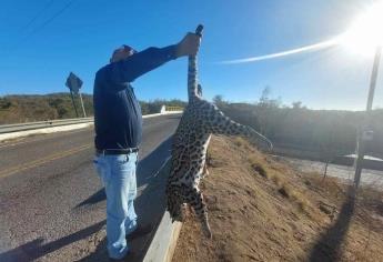 Localizan a jaguar sin vida en Mazatlán