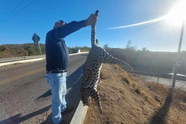 Localizan a jaguar sin vida en Mazatlán