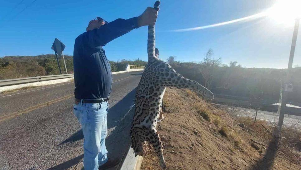 Localizan a jaguar sin vida en Mazatlán