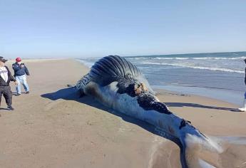 ¿Qué está pasando? Ballenas y delfines muertos en norte de Sinaloa