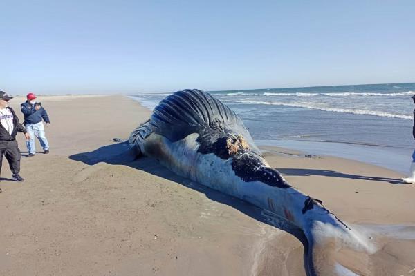 ¿Qué está pasando? Ballenas y delfines muertos en norte de Sinaloa