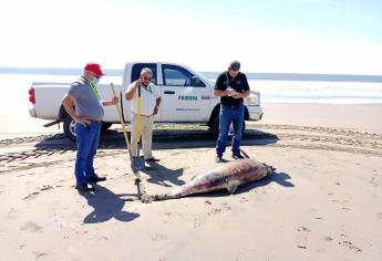 Aparecen otros dos delfines muertos en Guasave; suman 9 y una ballena