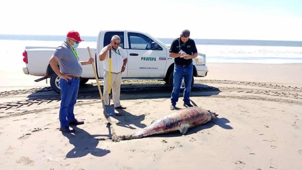 Aparecen otros dos delfines muertos en Guasave; suman 9 y una ballena