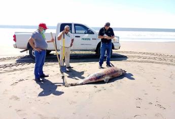 Marea roja, causante de muerte de delfines y ballena muerta en Guasave