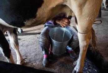 Ganaderos de Ahome piden $8 por litro de leche
