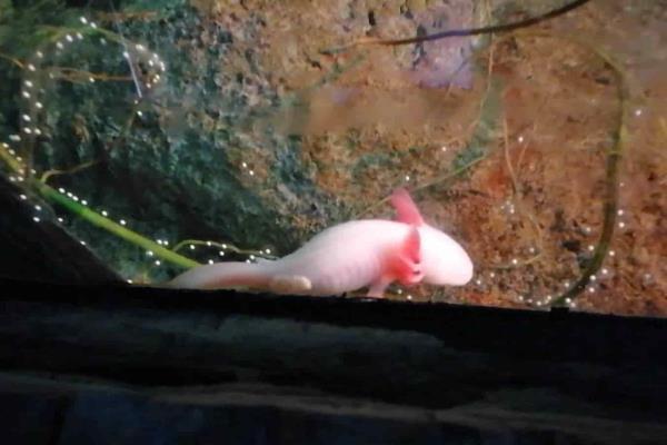 Nacen los primeros Ajolotes en Mazatlán