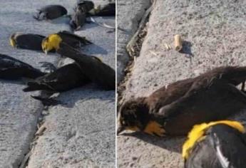 Caen del cielo cientos de aves en Chihuahua y nadie se explica el motivo