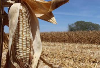 Bajo precio del maíz atrae a compradores a EU