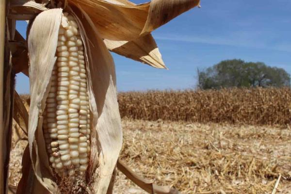 México debe permitir exportación de maíz: Jaime Montes