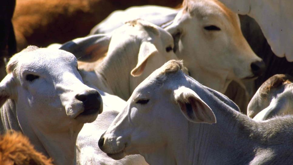 Sinaloa podría recuperar estatus zoosanitario; queda poco ganado con tuberculosis