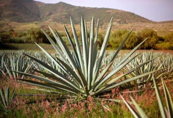Sinaloa podría sembrar agave y sábila