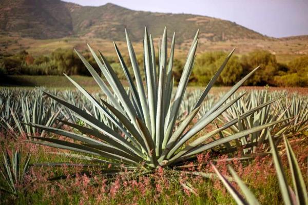 Sinaloa podría sembrar agave y sábila