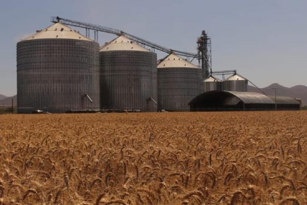 Cae estimación de producción de maíz a nivel mundial