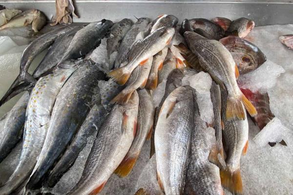 Viven periodo de «bonanza» en el Embarcadero de la Isla de La Piedra