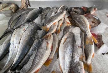 En Sinaloa rechazan pescados buenos y baratos por comprar lo tradicional