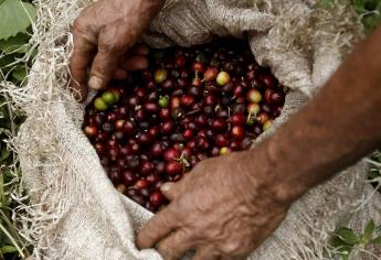 La producción colombiana de café cayó un 16 % en febrero por factores climáticos