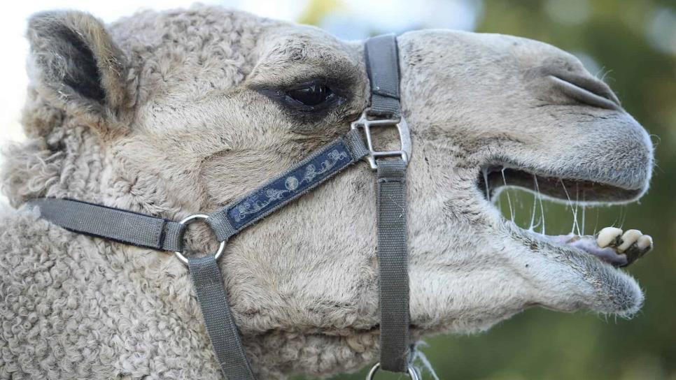 Camello se escapa de un zoológico, mata 2 personas y ataca a policías