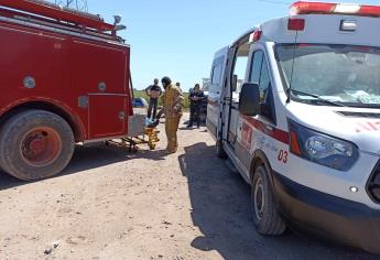 Abejas atacan y matan tractorista en Vallejo, Ahome