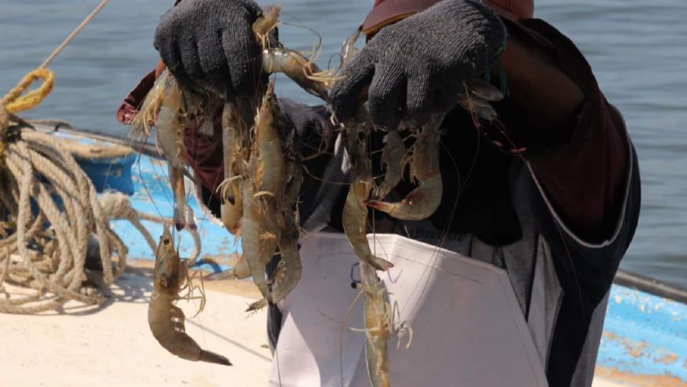 Inicia veda del camarón en océano Pacífico y Golfo de California