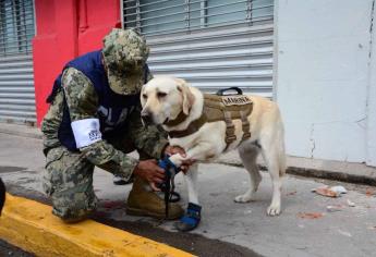 «Frida», la perrita rescatista de la Secretaría de Marina tiene complicaciones de salud